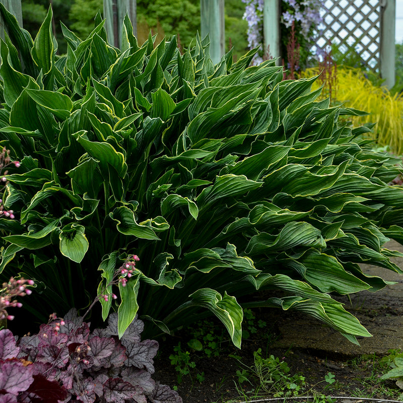 Hosta Praying Hands 