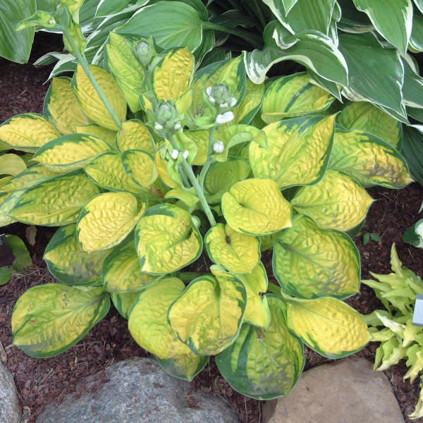 Hosta Rainforest Sunrise 