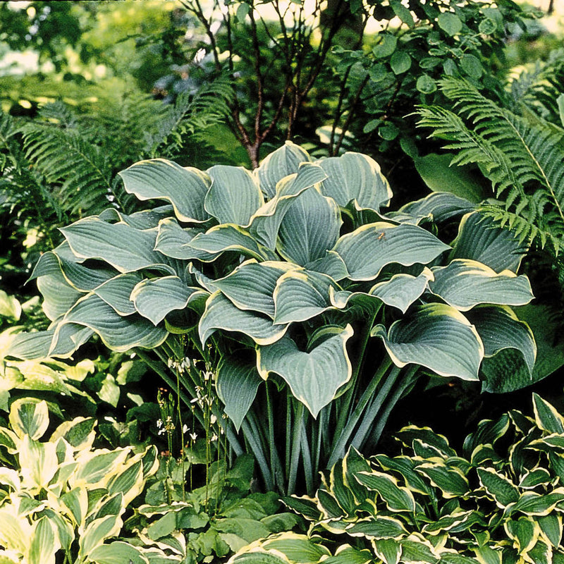 Hosta Regal Splendor 