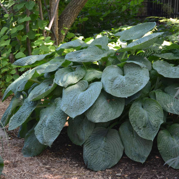 Hosta siebold Elegans 