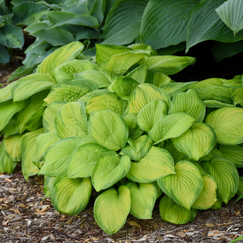 Hosta Stained Glass 