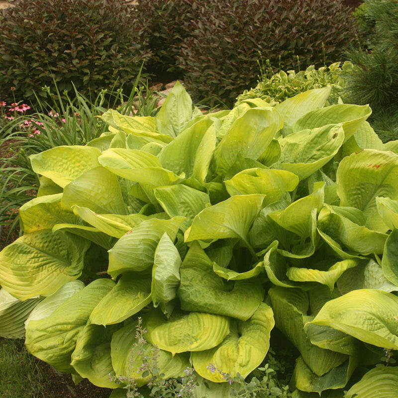 Hosta Sum & Substance 