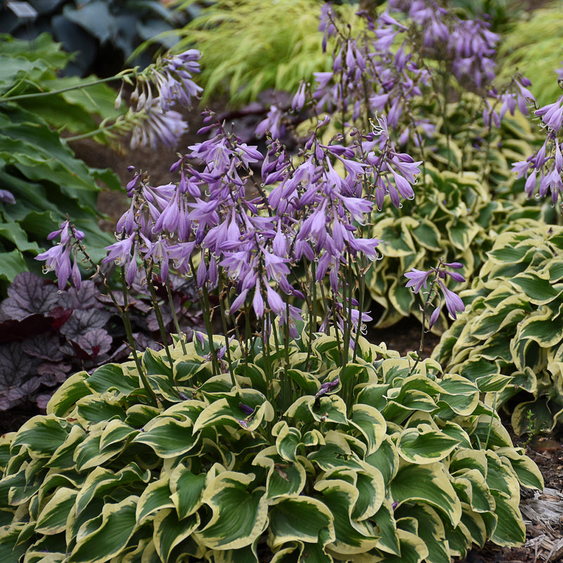 Hosta Wrinkle in Time 