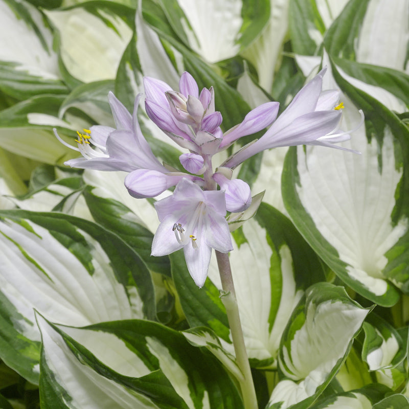 Hosta Amazone 