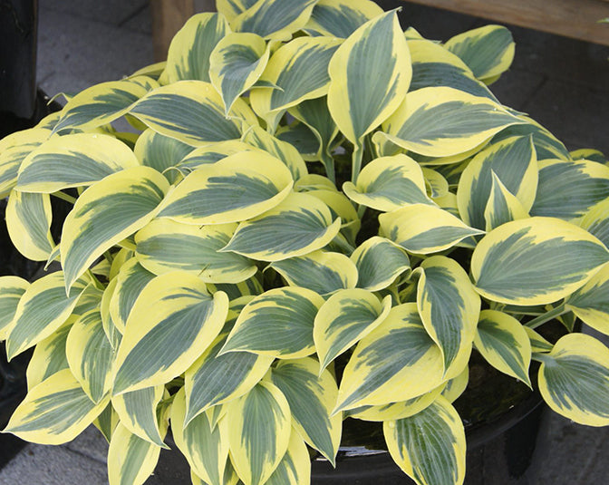 Hosta Ben Vernooij 