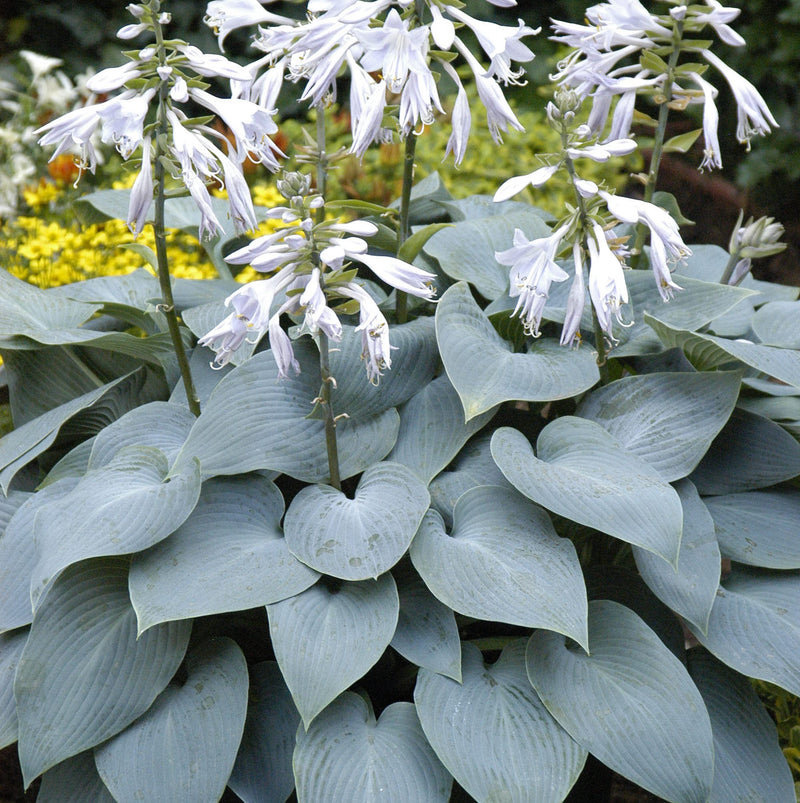 Hosta Bulletproof 