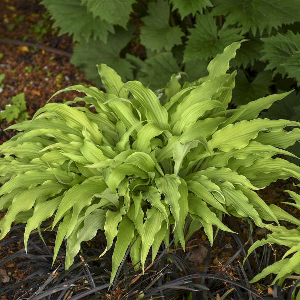 Hosta Curly Fries 