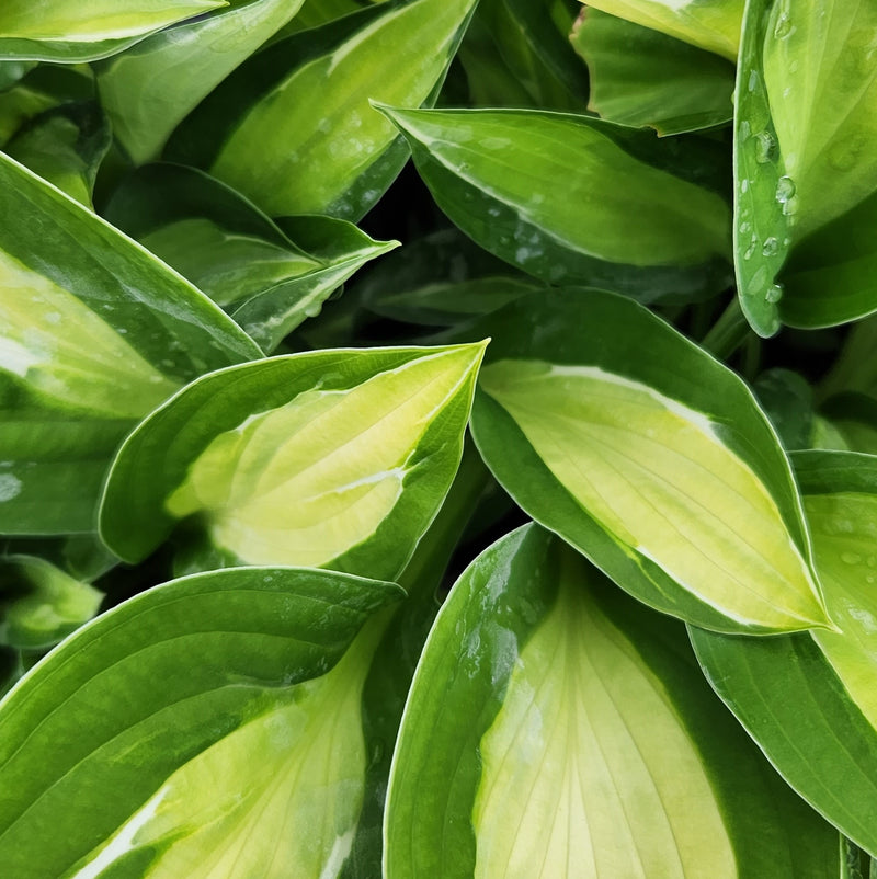 Hosta Gypsy Rose 