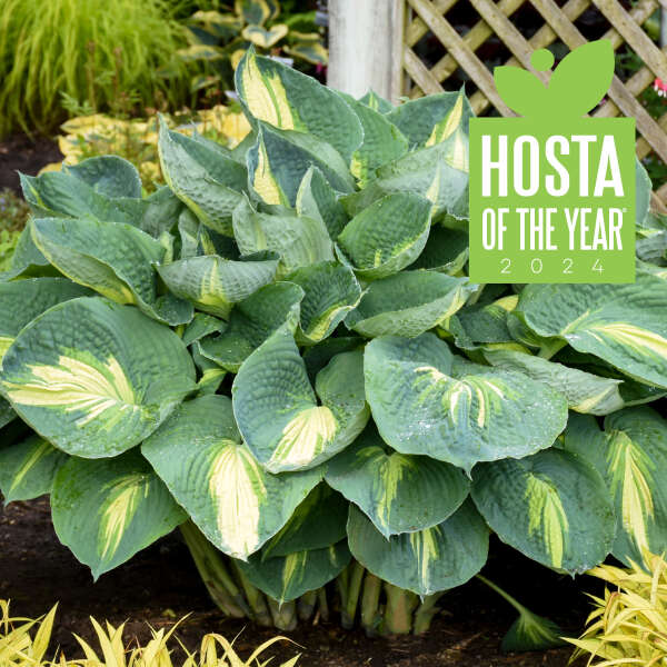 Hosta Hudson Bay PW