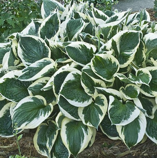 Hosta Minuteman 