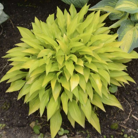Hosta Munchkin Fire 