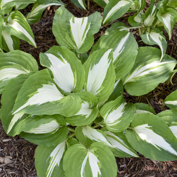 Hosta Night Before Christmas 