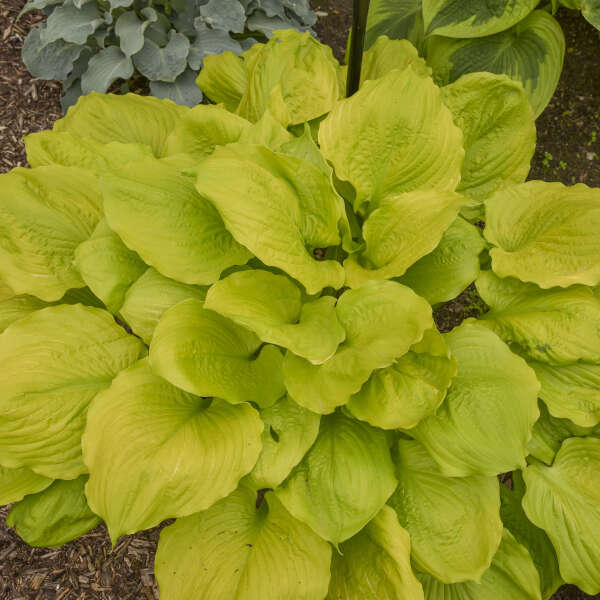 Hosta Seasons in the Sun 