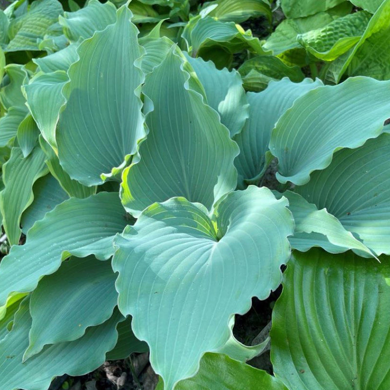 Hosta Skywriter 
