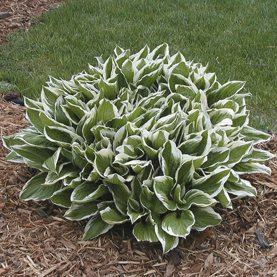 Hosta Undulata Albomarginata 