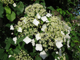 Hydrangea petiolaris 