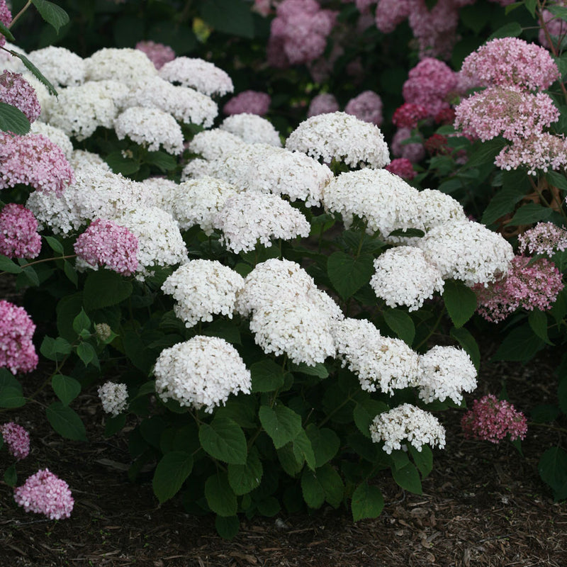 Hydrangea arb Invincibelle Wee White 