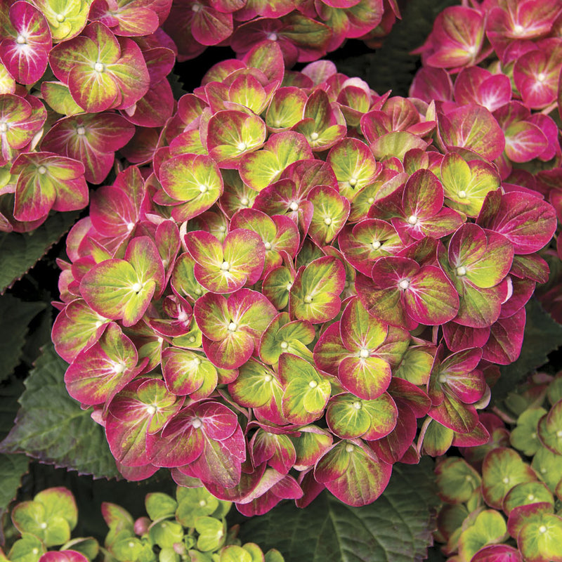 Hydrangea mac Tilt-A-Swirl 