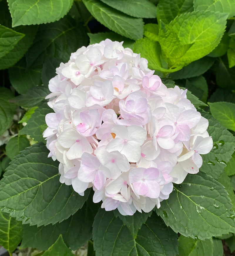 Hydrangea mac ES Blushing Bride 