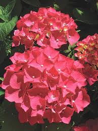 Hydrangea mac Red Sensation 