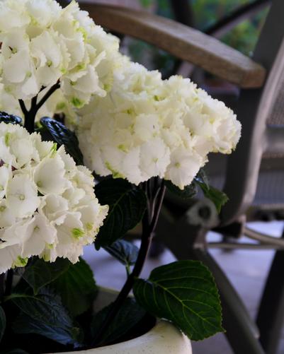 Hydrangea mac Zebra 