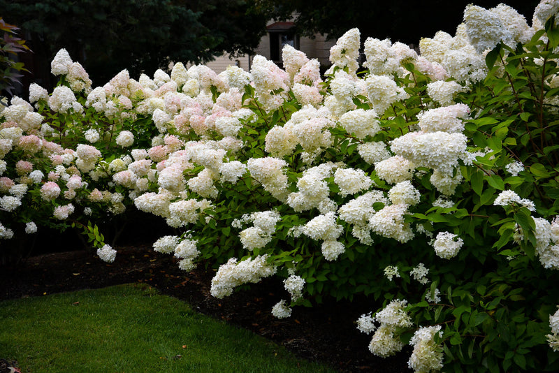 Hydrangea pan Bombshell 