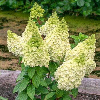 Hydrangea pan Moonrock 