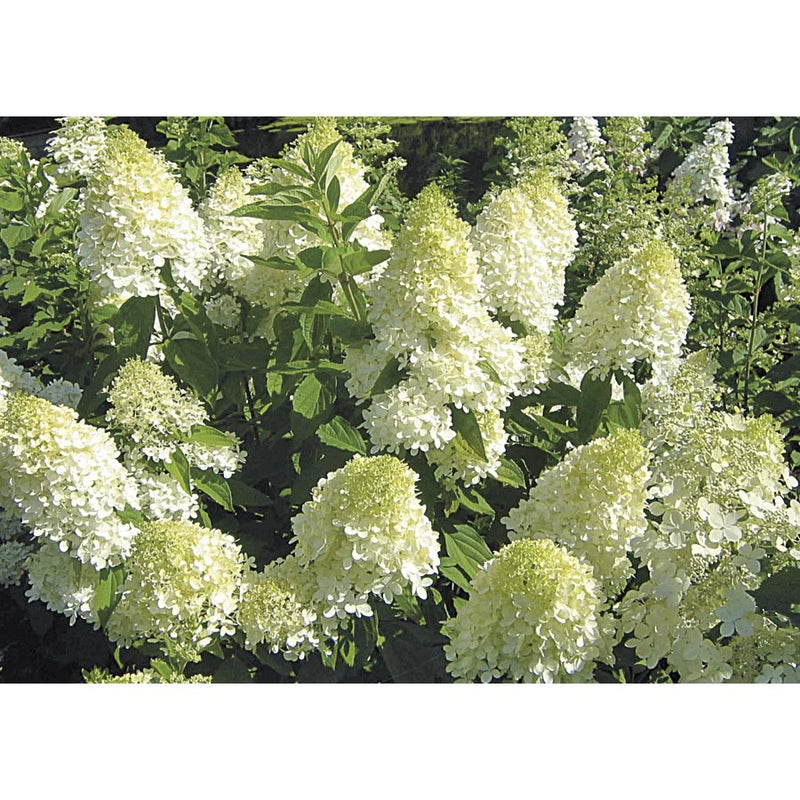 Hydrangea pan White Diamonds 