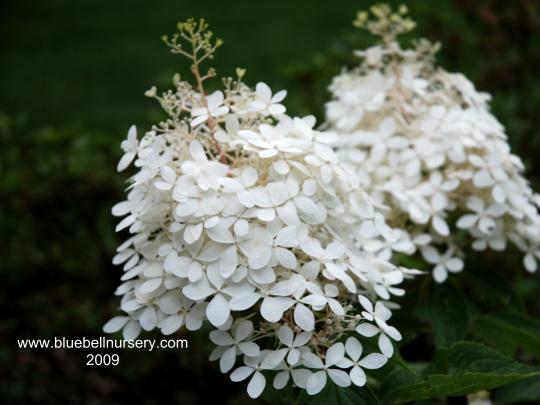 Hydrangea pan Phantom TF 