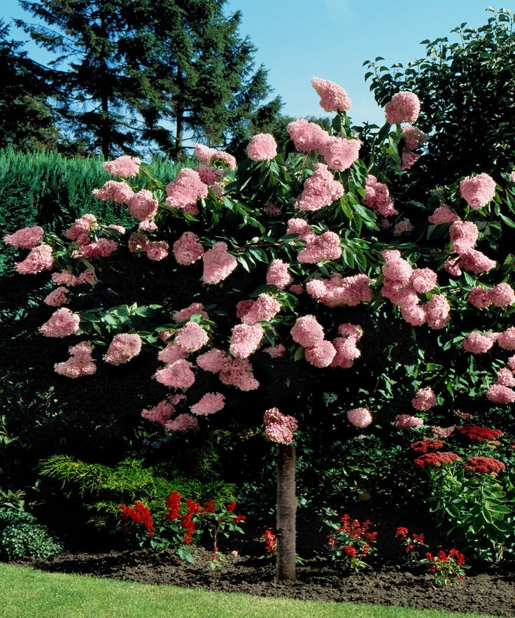 Hydrangea pan Pink Diamond TF 