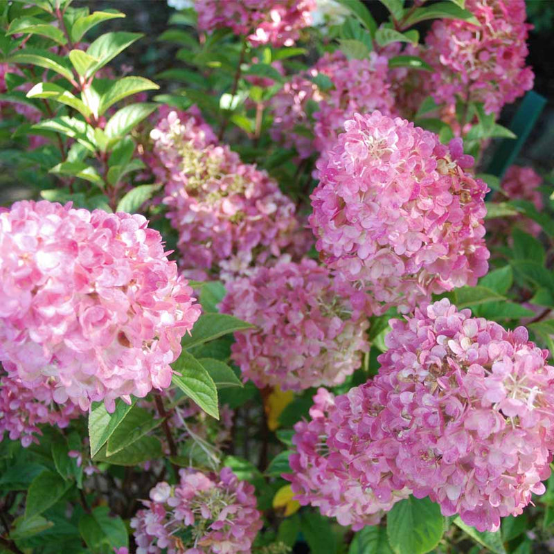 Hydrangea pan Strawberry Sundae 