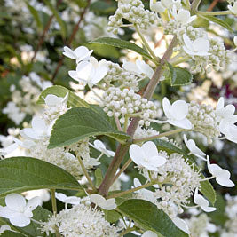 Hydrangea pan Tardiva TF 