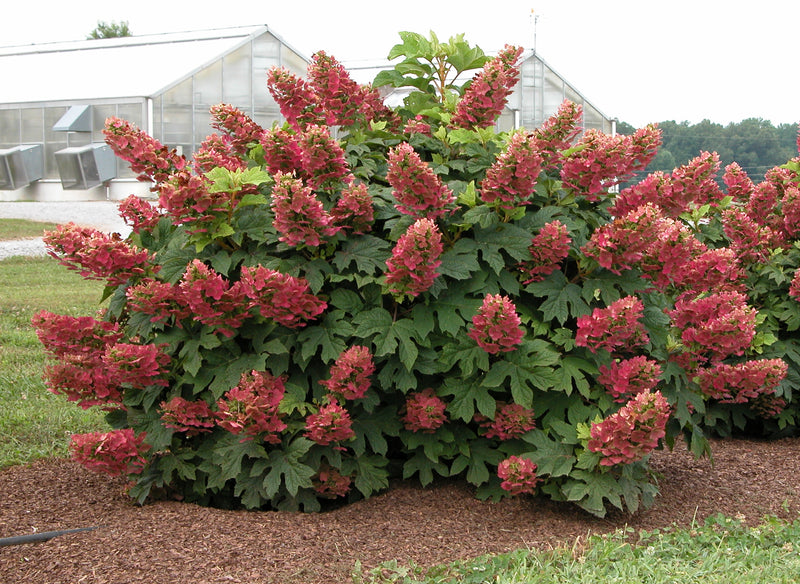 Hydrangea q Ruby Slippers 