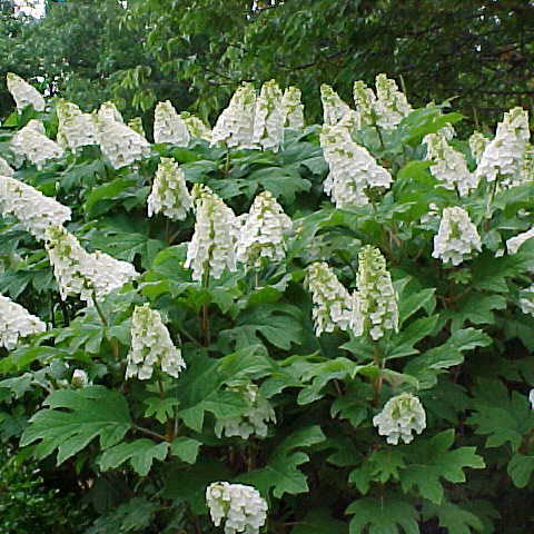 Hydrangea q Snow Queen 