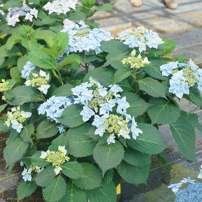 Hydrangea ser Tuff Stuff Ah-Ha 