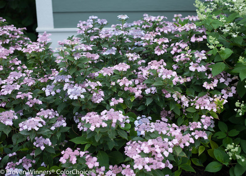 Hydrangea ser Tiny Tuff Stuff 