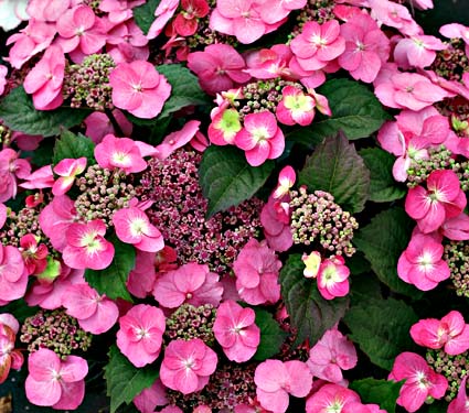 Hydrangea ser Tuff Stuff 