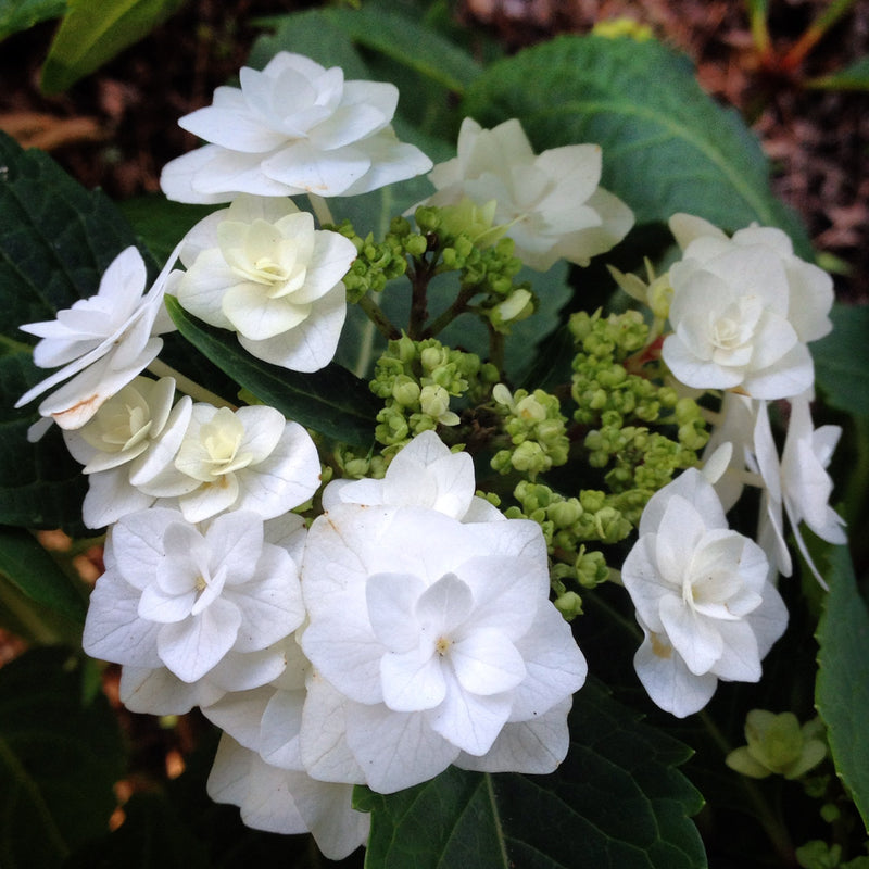 Hydrangea mac Wedding Gown 