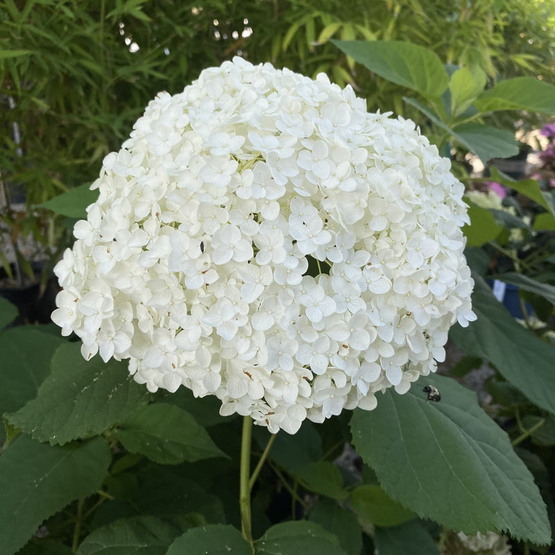 Hydrangea arb Annabelle 