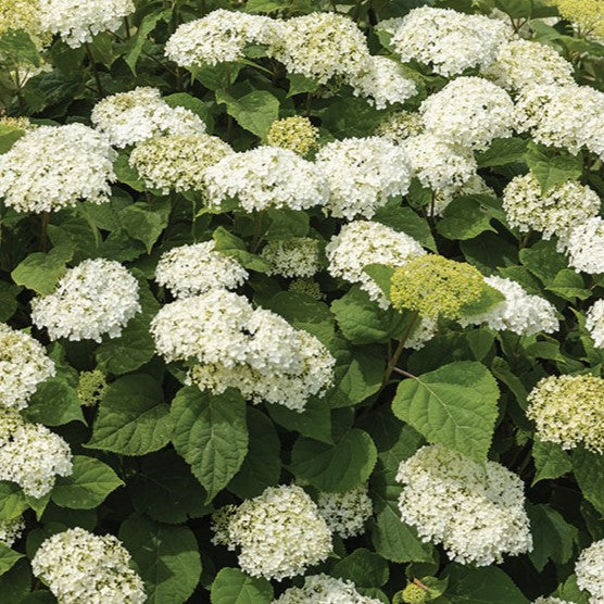 Hydrangea arb Flowerfull 