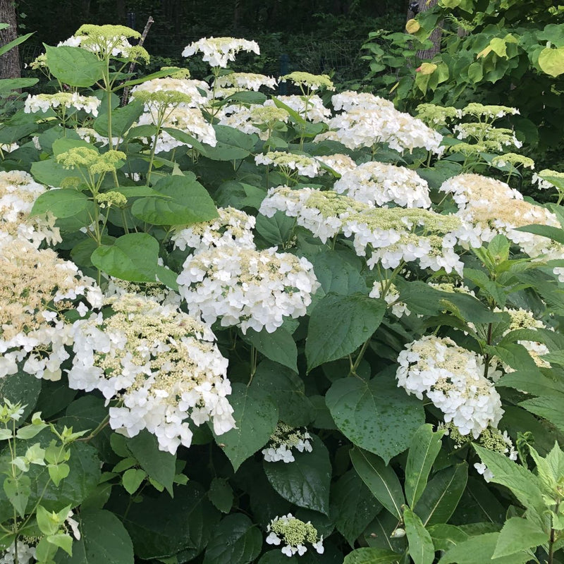 Hydrangea arb Haas Halo 