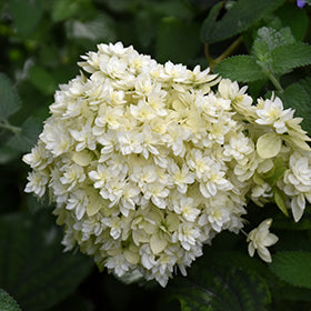 Hydrangea arb Hayes Starburst 