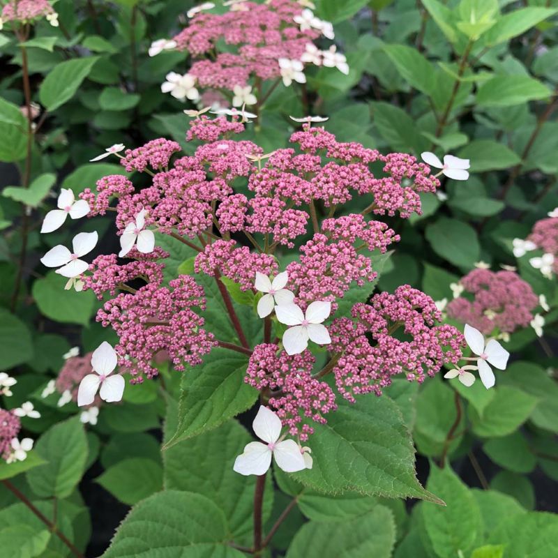 Hydrangea arb Invincibelle Lace 