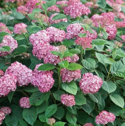 Hydrangea arb Invincibelle Ruby 