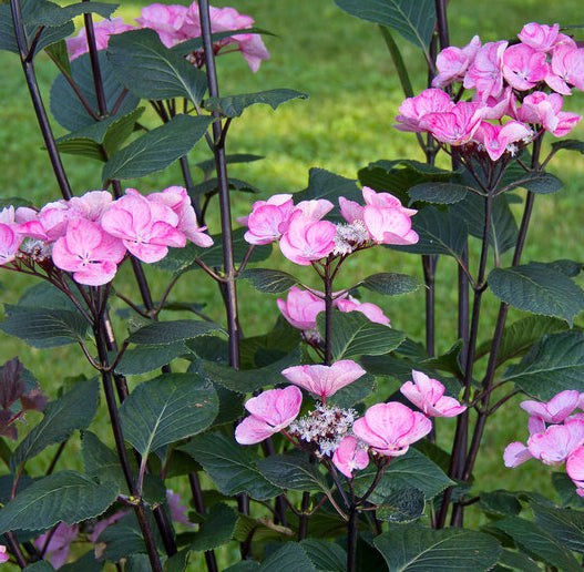 Hydrangea mac Abracadabra Star 