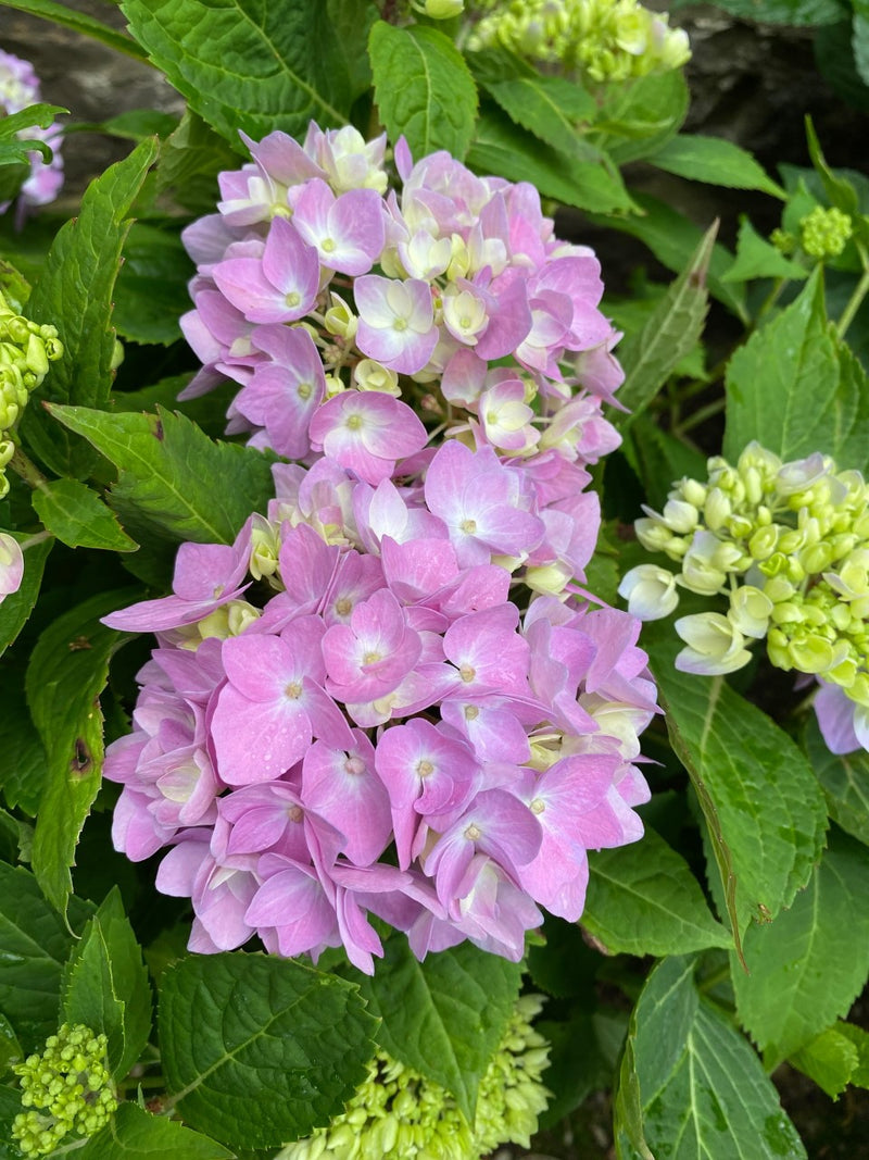 Hydrangea mac Azure Skies 