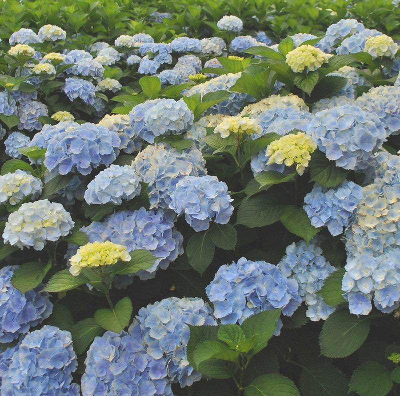 Hydrangea mac Blue Enchantress 