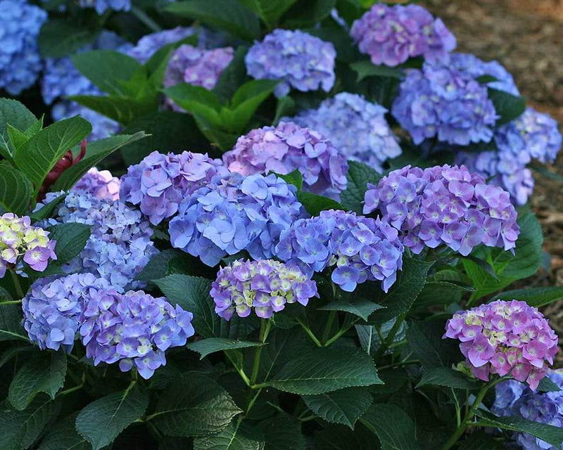 Hydrangea mac LD Blue Jangles 