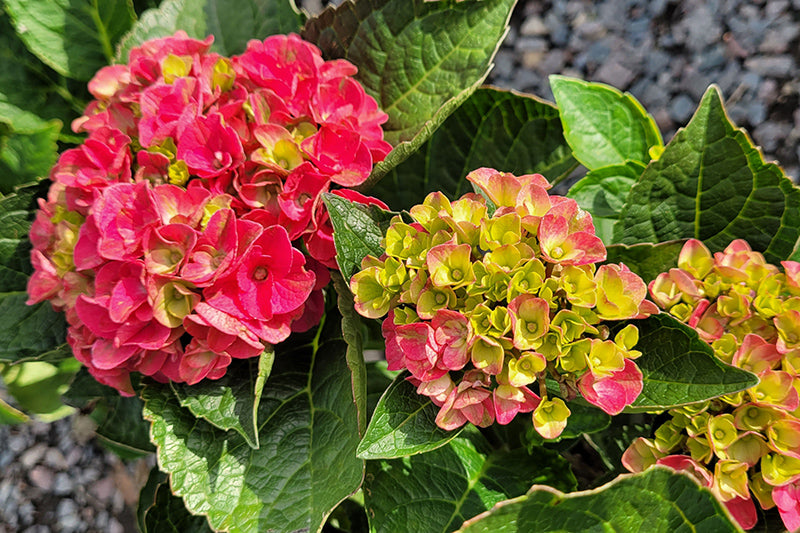 Hydrangea mac SS Cape Hatteras 