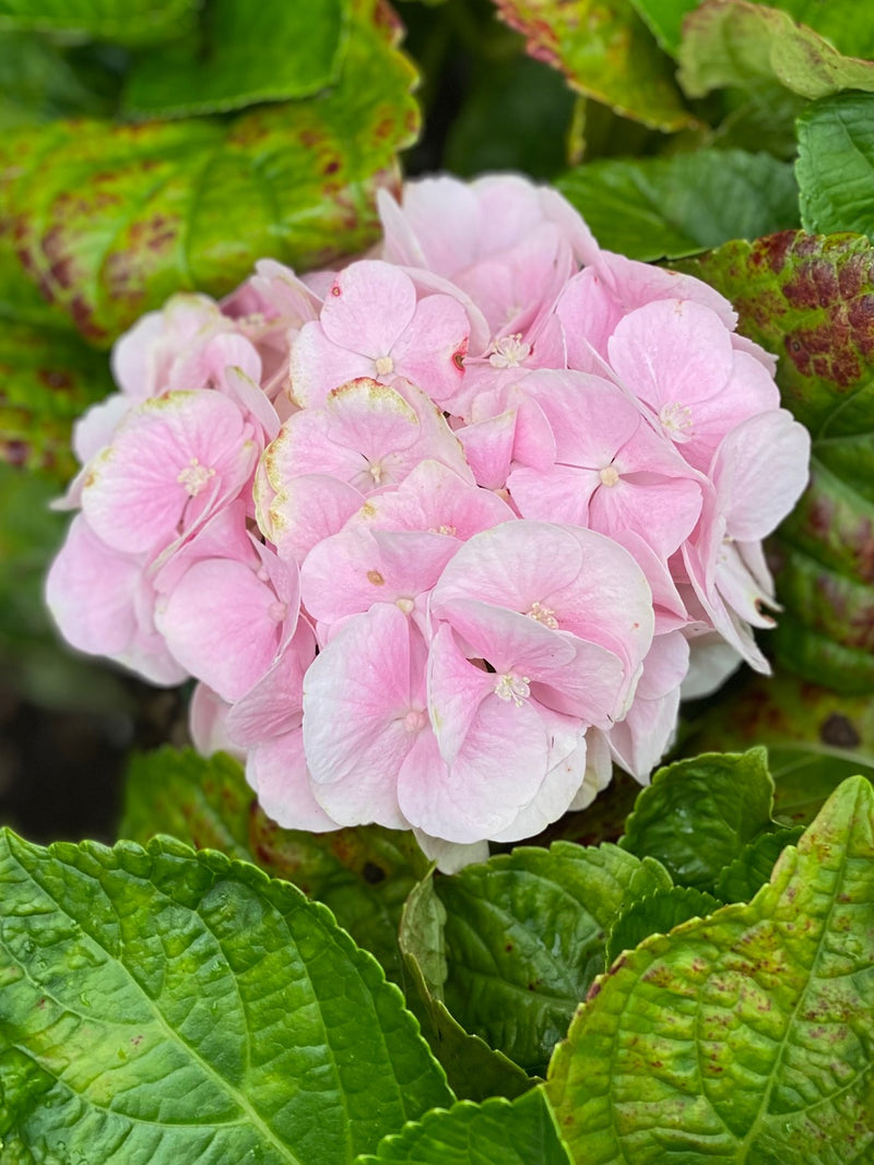 Hydrangea mac SS Cape Lookout 